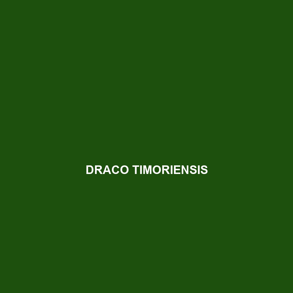 Draco timoriensis