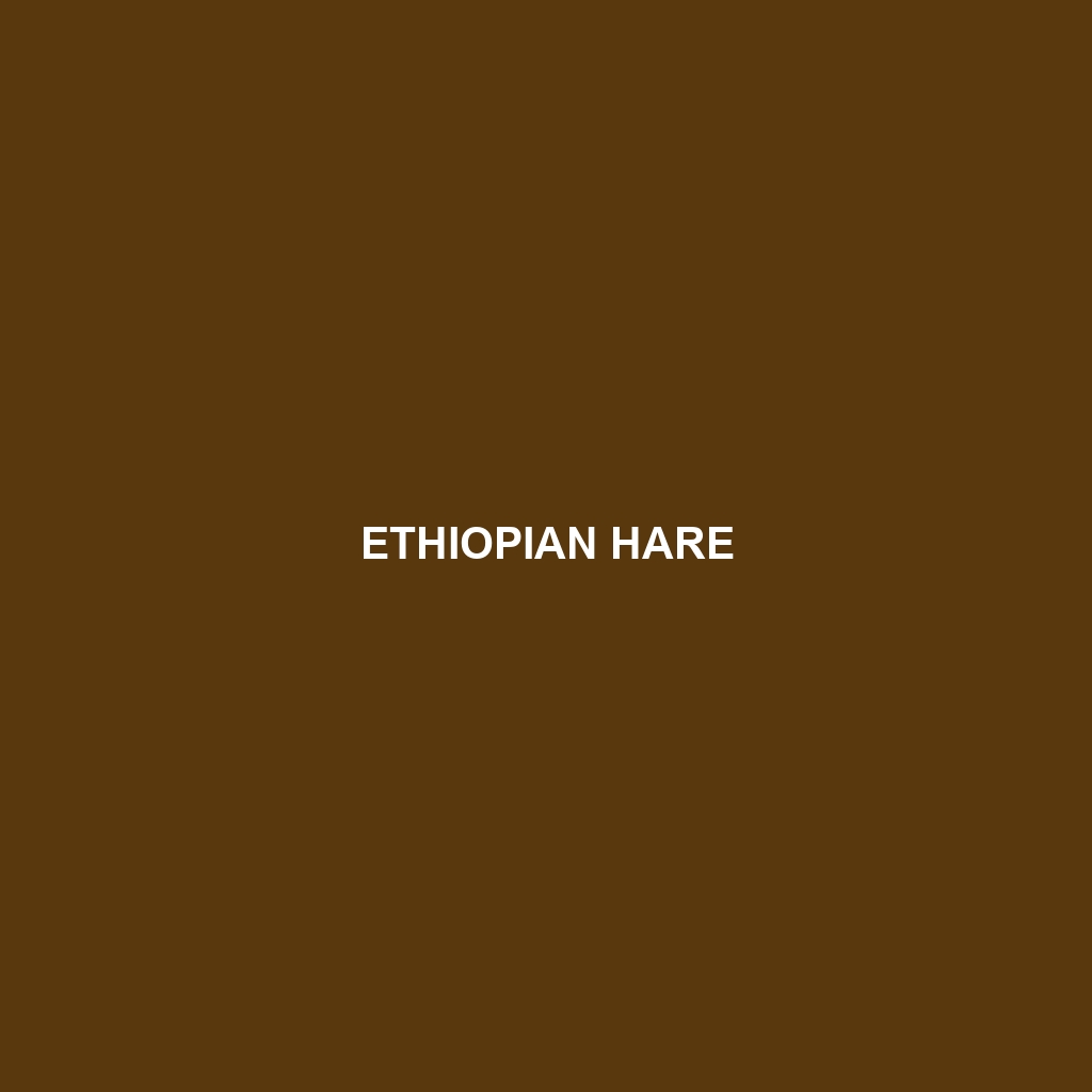 Ethiopian Hare