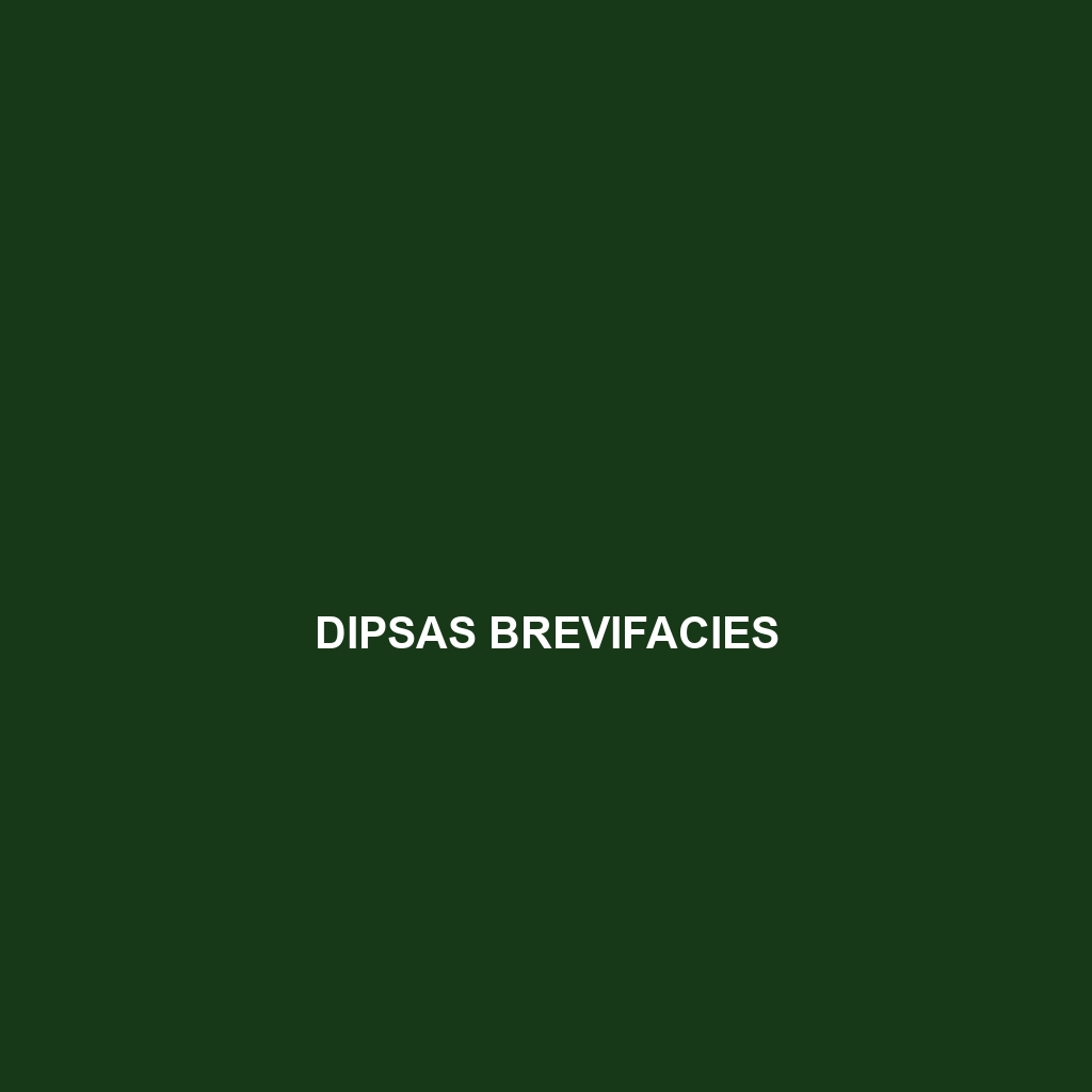 Dipsas brevifacies