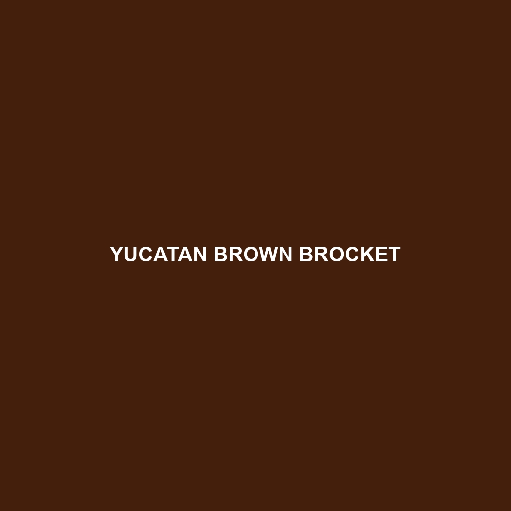 Yucatan Brown Brocket