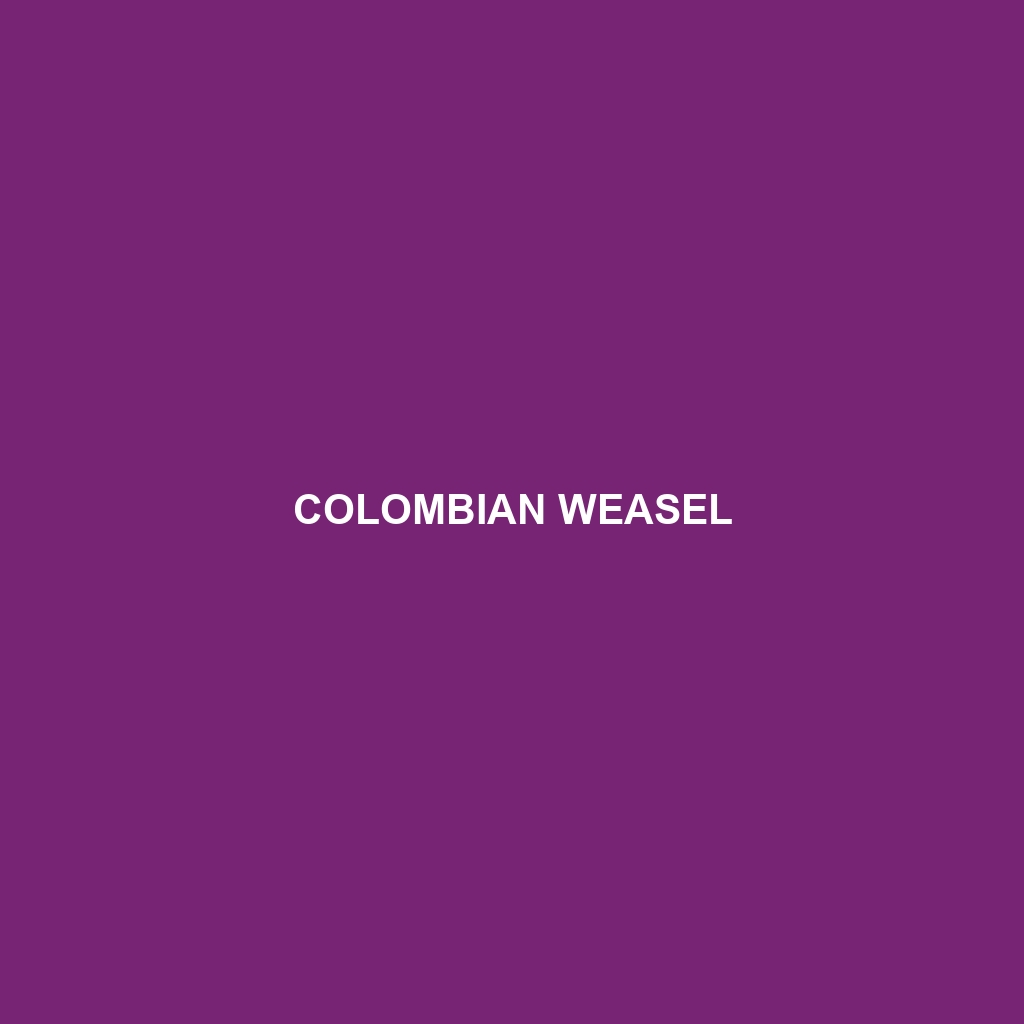 Colombian Weasel