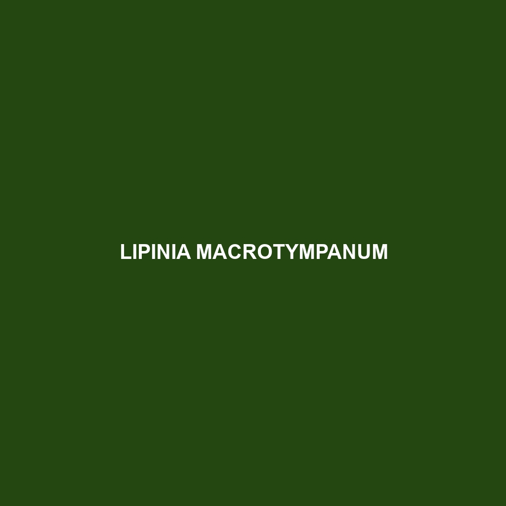 Lipinia macrotympanum