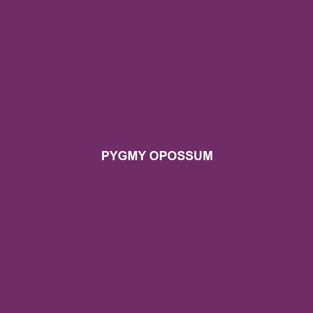 Pygmy Opossum