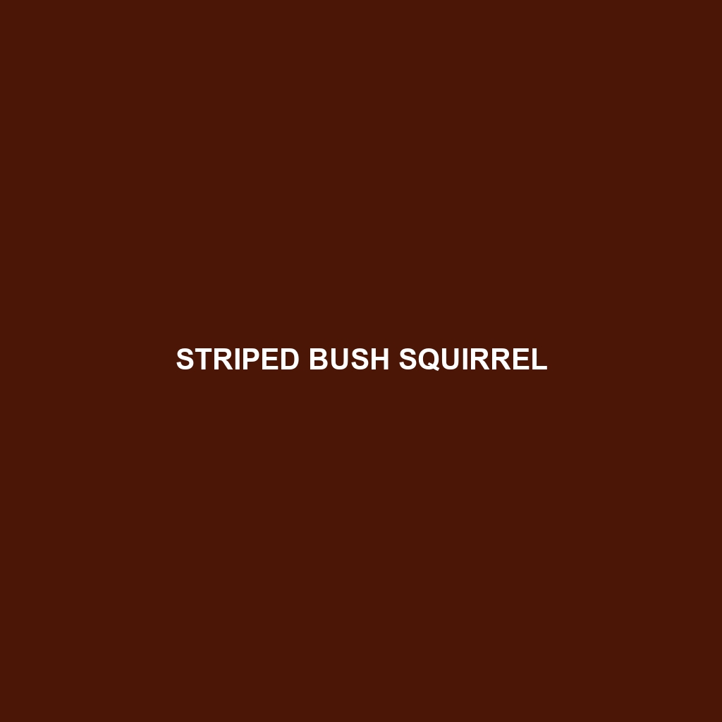 Striped Bush Squirrel