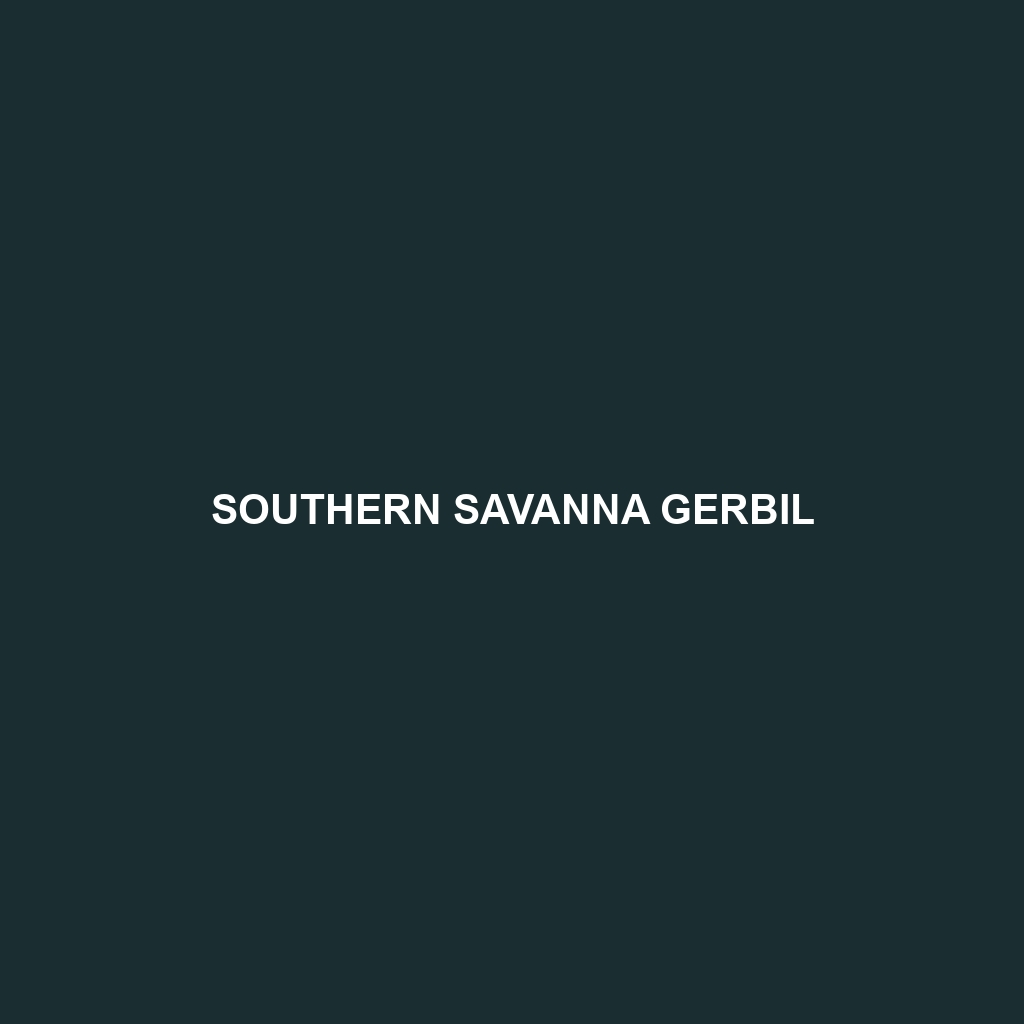 Southern Savanna Gerbil