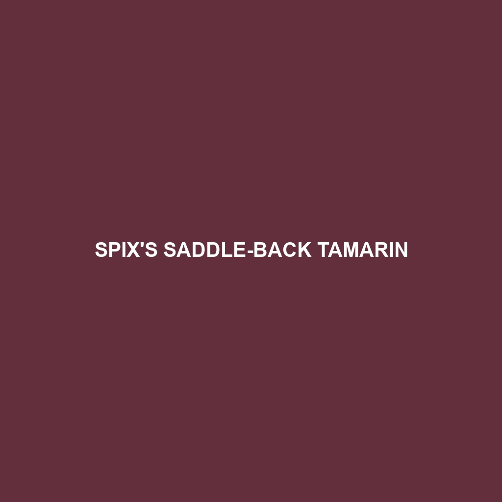 Spix's Saddle-back Tamarin