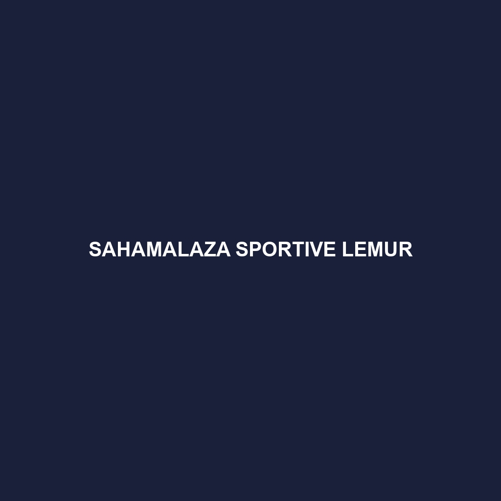 Sahamalaza Sportive Lemur