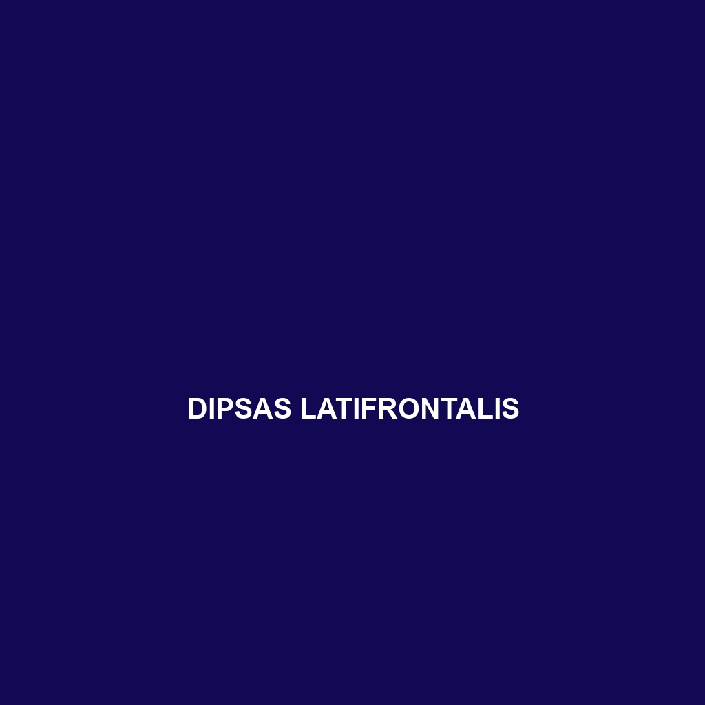 Dipsas latifrontalis