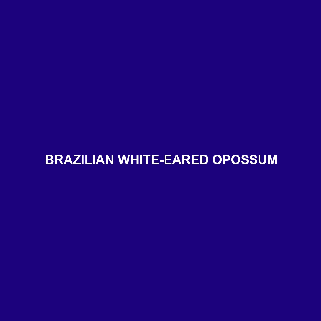 Brazilian White-eared Opossum