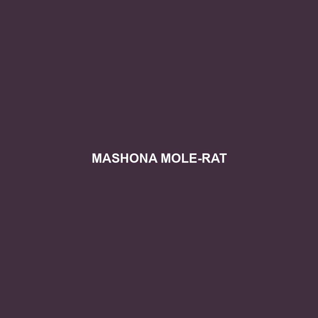 Mashona Mole-rat