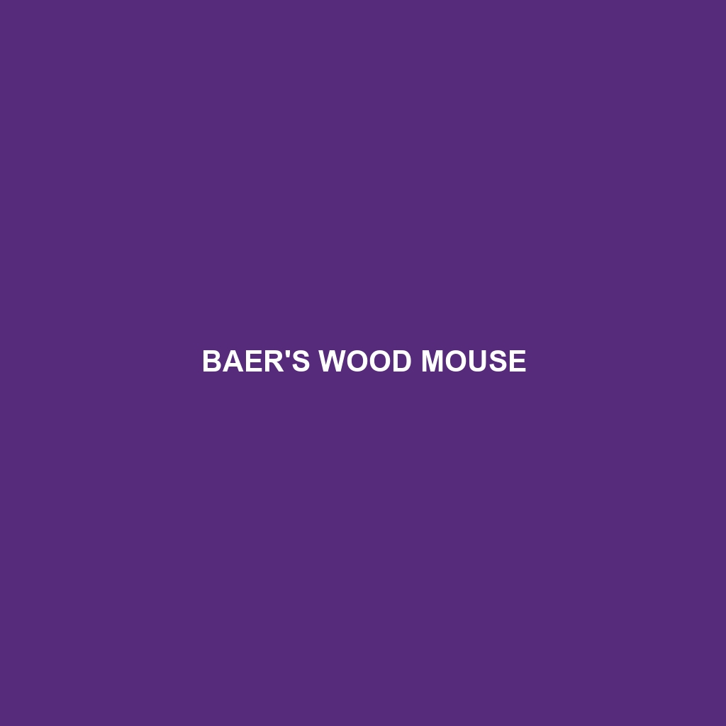 Baer's Wood Mouse