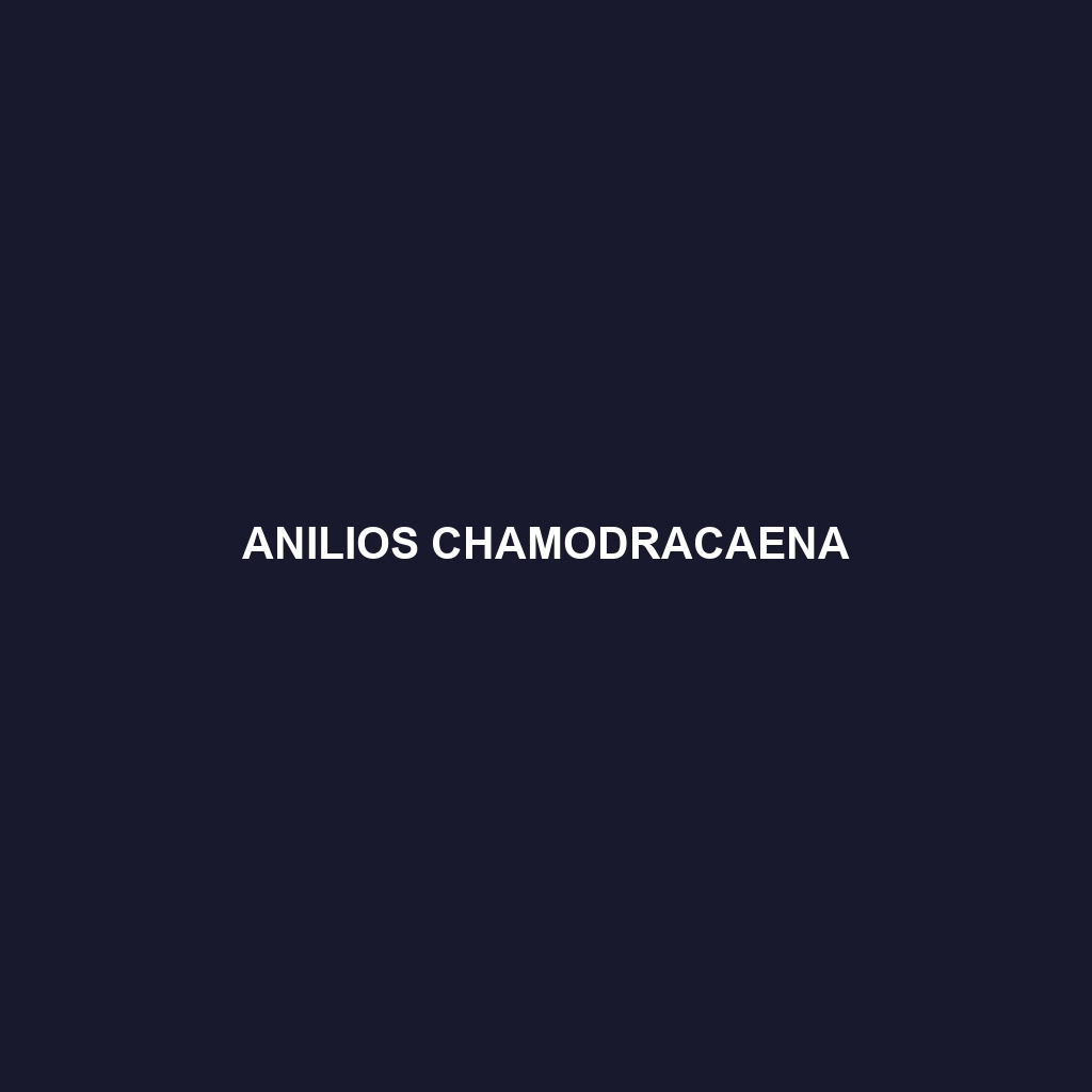 Anilios chamodracaena