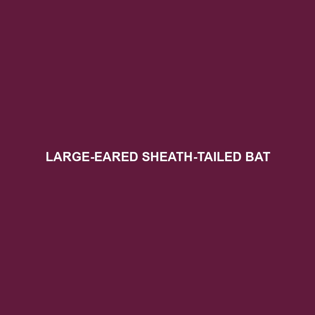 Large-eared Sheath-tailed Bat