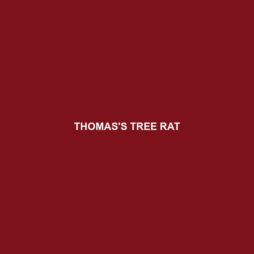 Thomas's Tree Rat