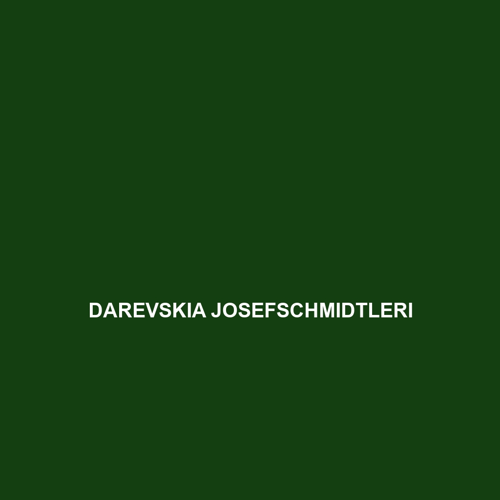 Darevskia josefschmidtleri