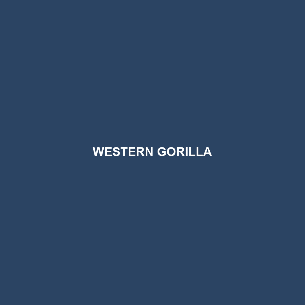 Western Gorilla