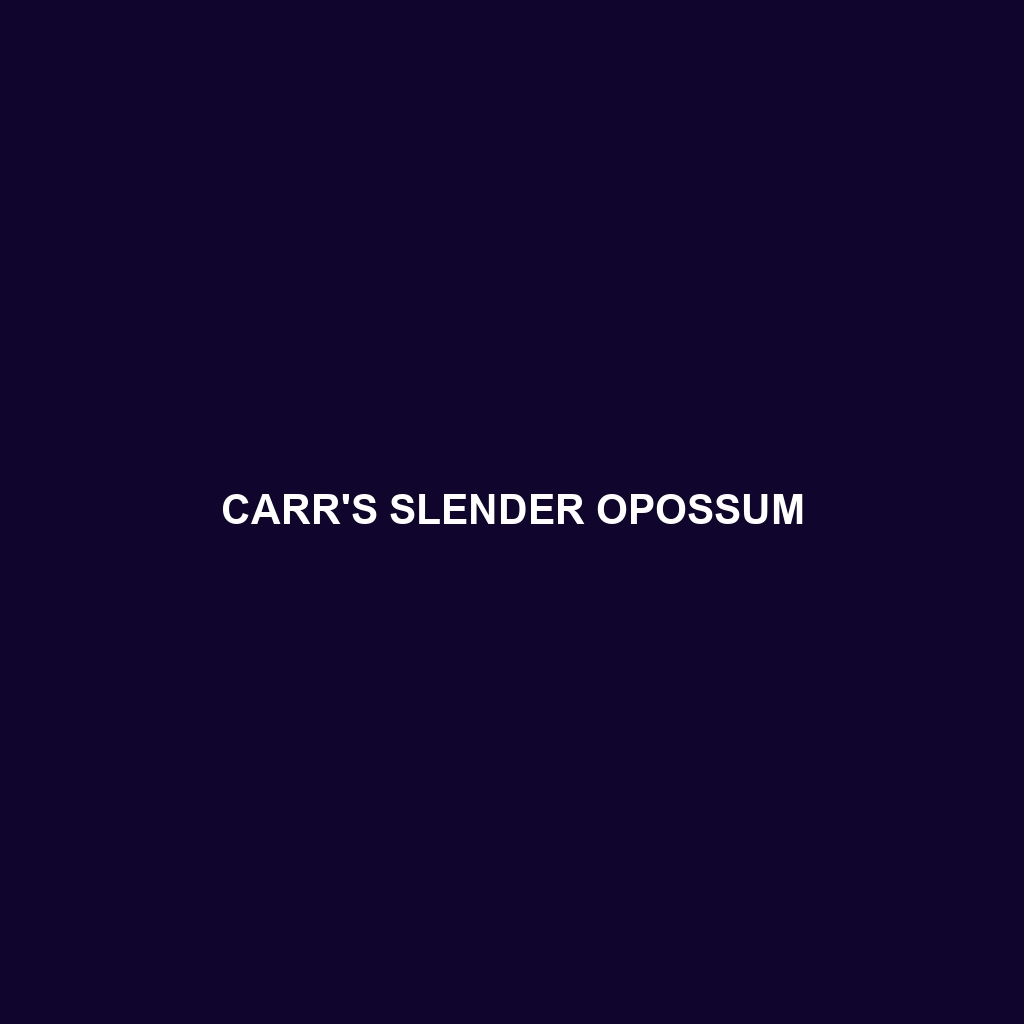 Carr's Slender Opossum