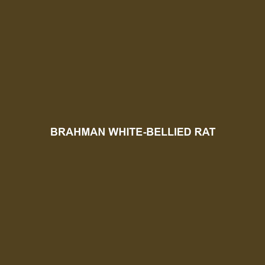 Brahman White-bellied Rat