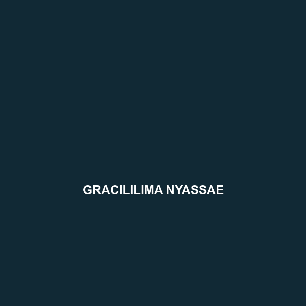 Gracililima nyassae