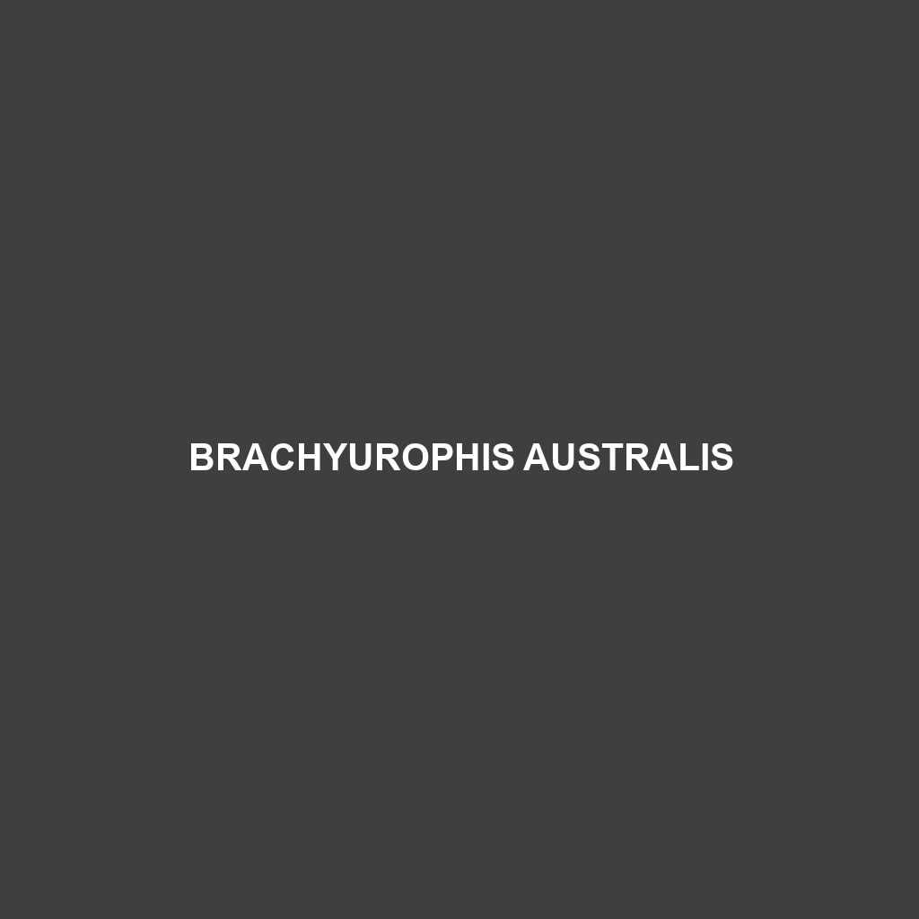 Brachyurophis australis