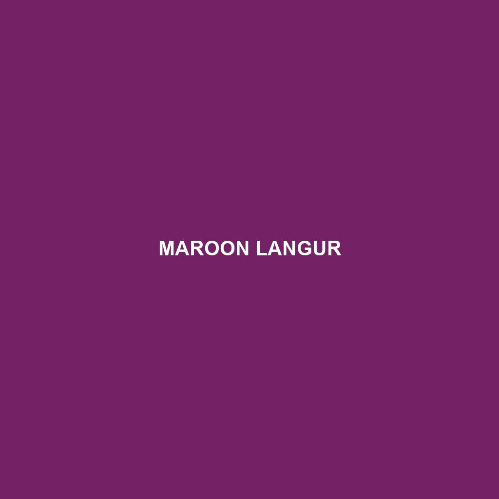 Maroon Langur