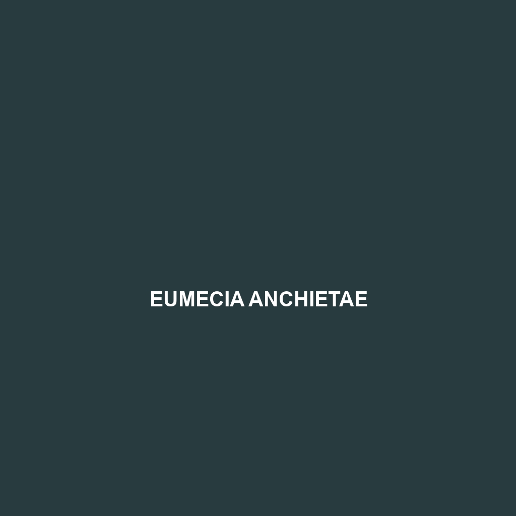 Eumecia anchietae