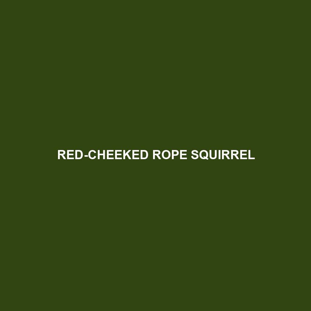 Red-cheeked Rope Squirrel