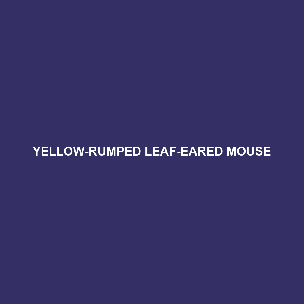 Yellow-rumped Leaf-eared Mouse