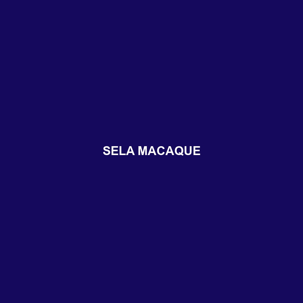 Sela Macaque