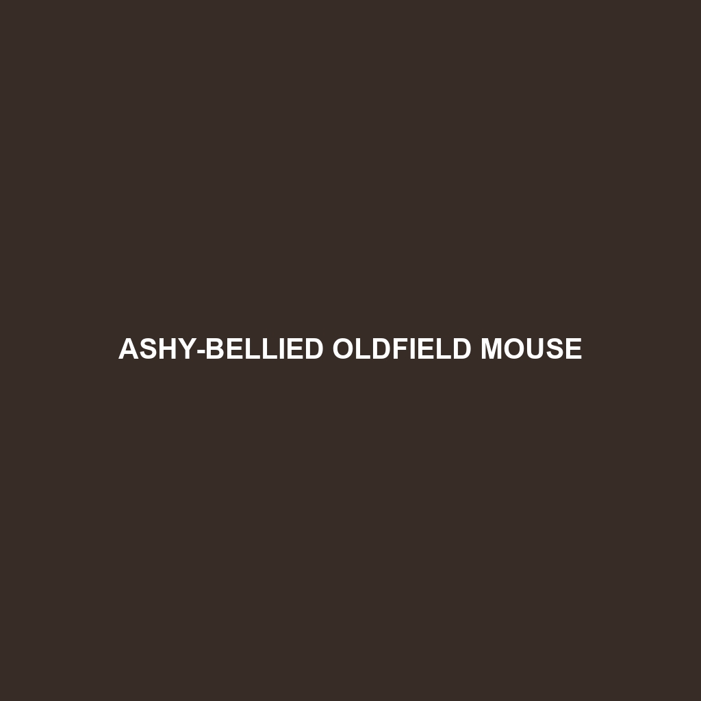 Ashy-bellied Oldfield Mouse