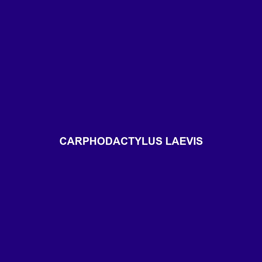 Carphodactylus laevis