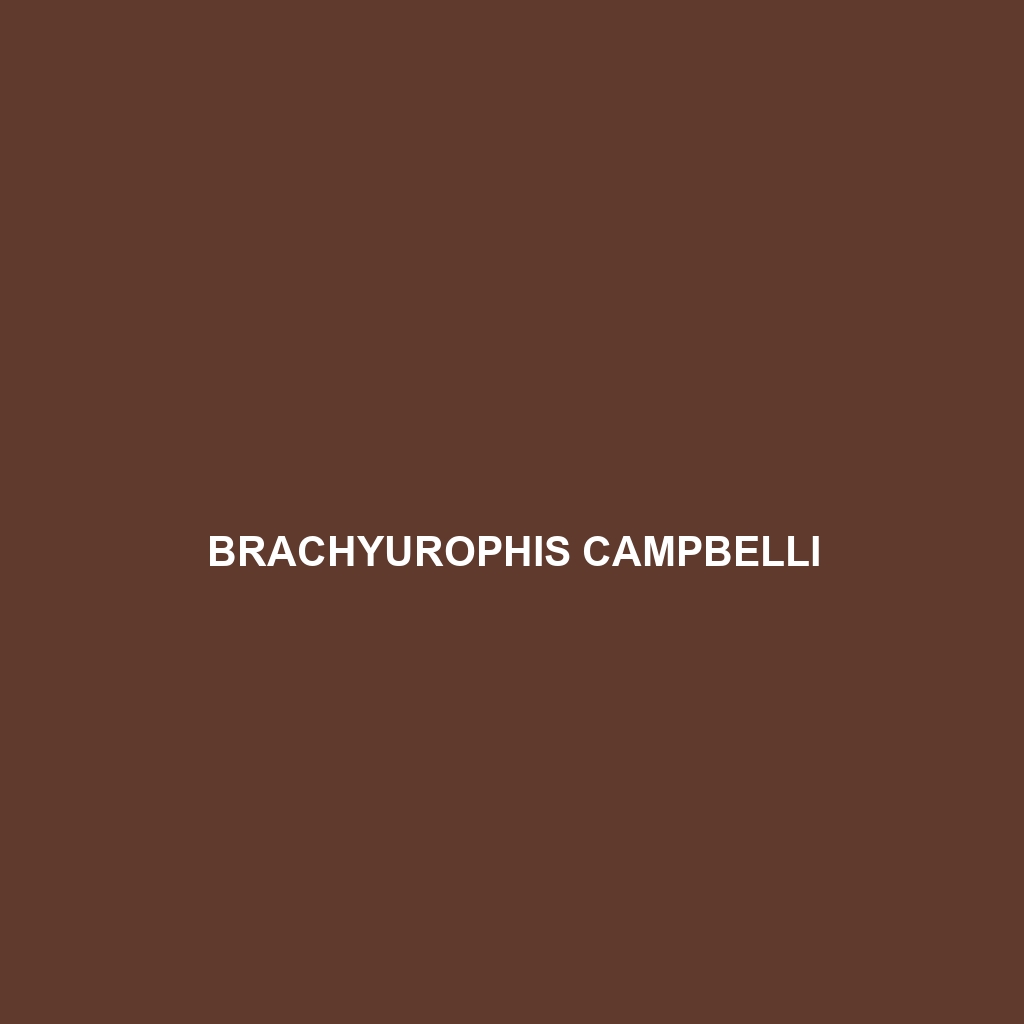 Brachyurophis campbelli