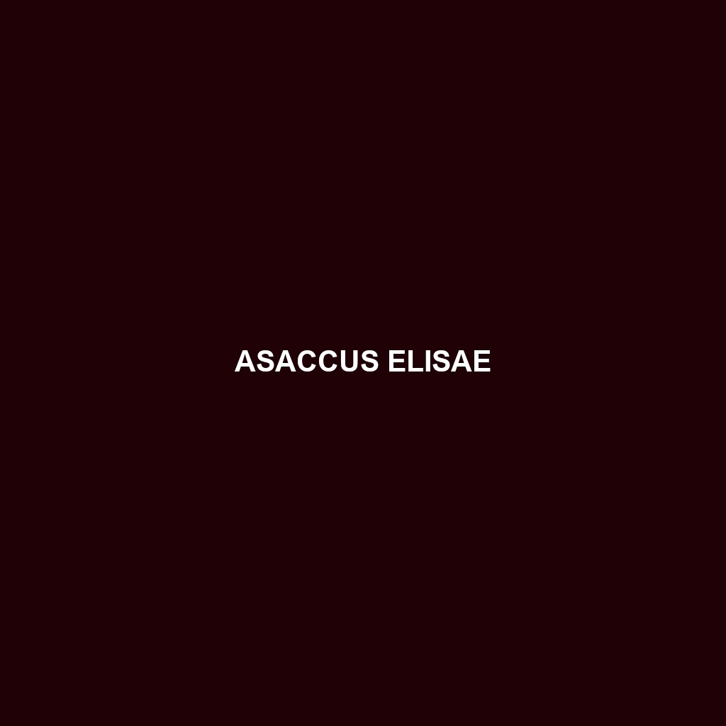 Asaccus elisae