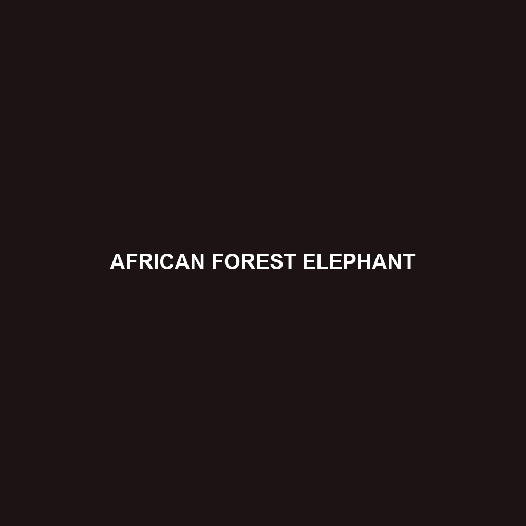 African Forest Elephant