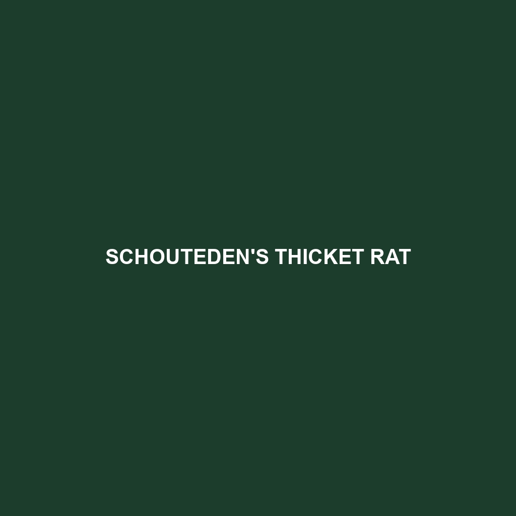 Schouteden's Thicket Rat