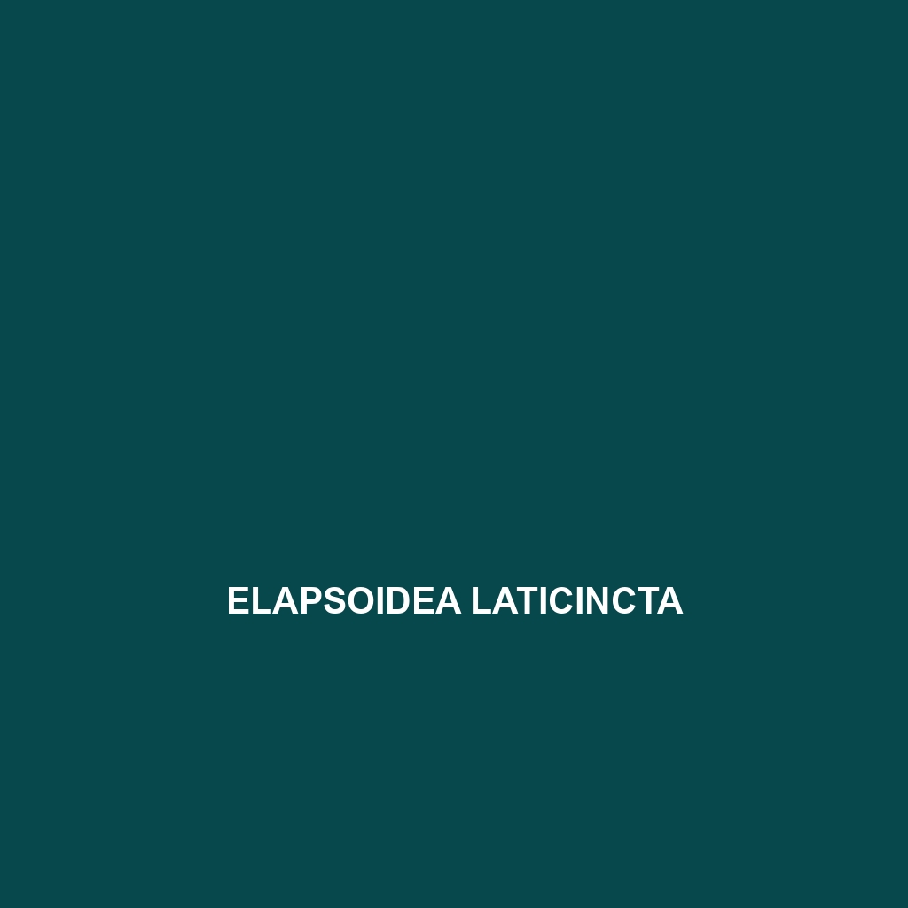 Elapsoidea laticincta