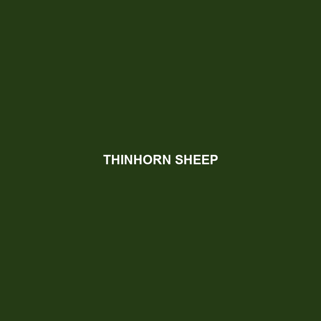 Thinhorn Sheep