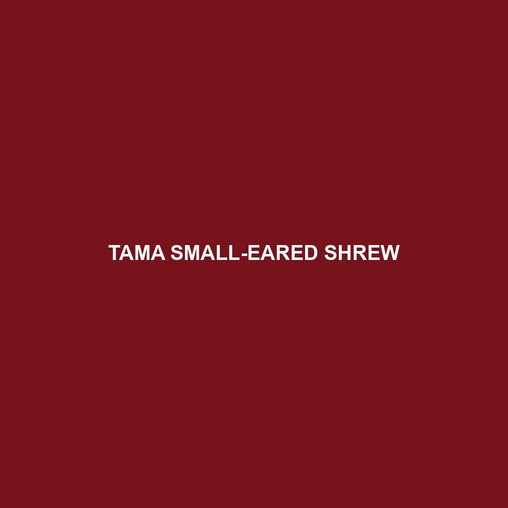 Tama Small-eared Shrew