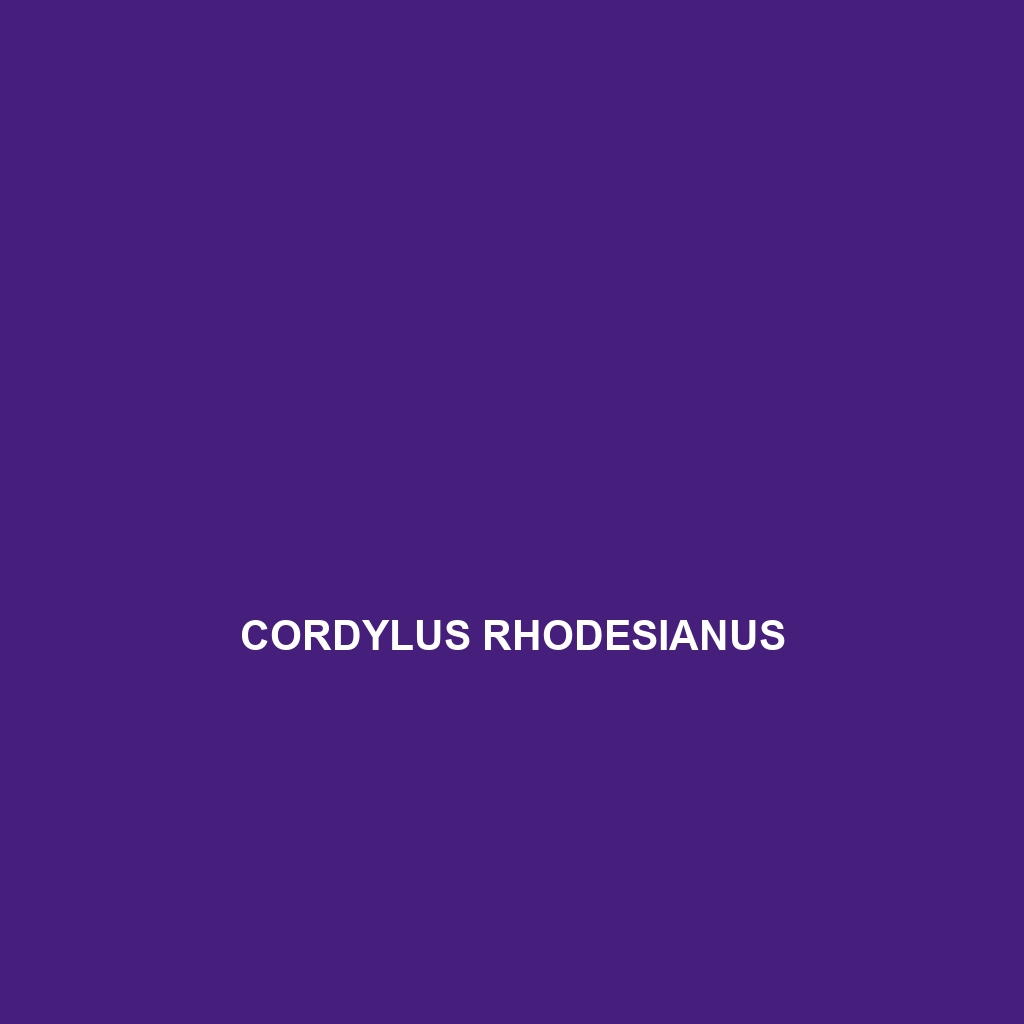 Cordylus rhodesianus