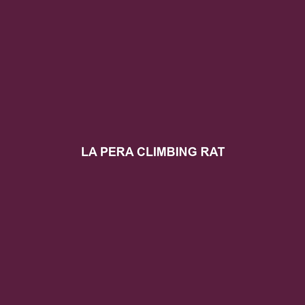 La Pera Climbing Rat