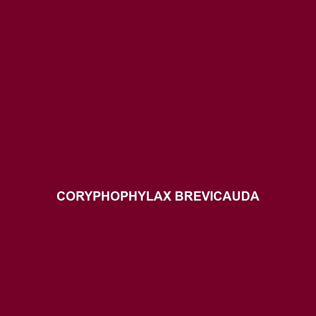 Coryphophylax brevicauda