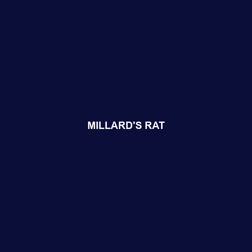 Millard's Rat