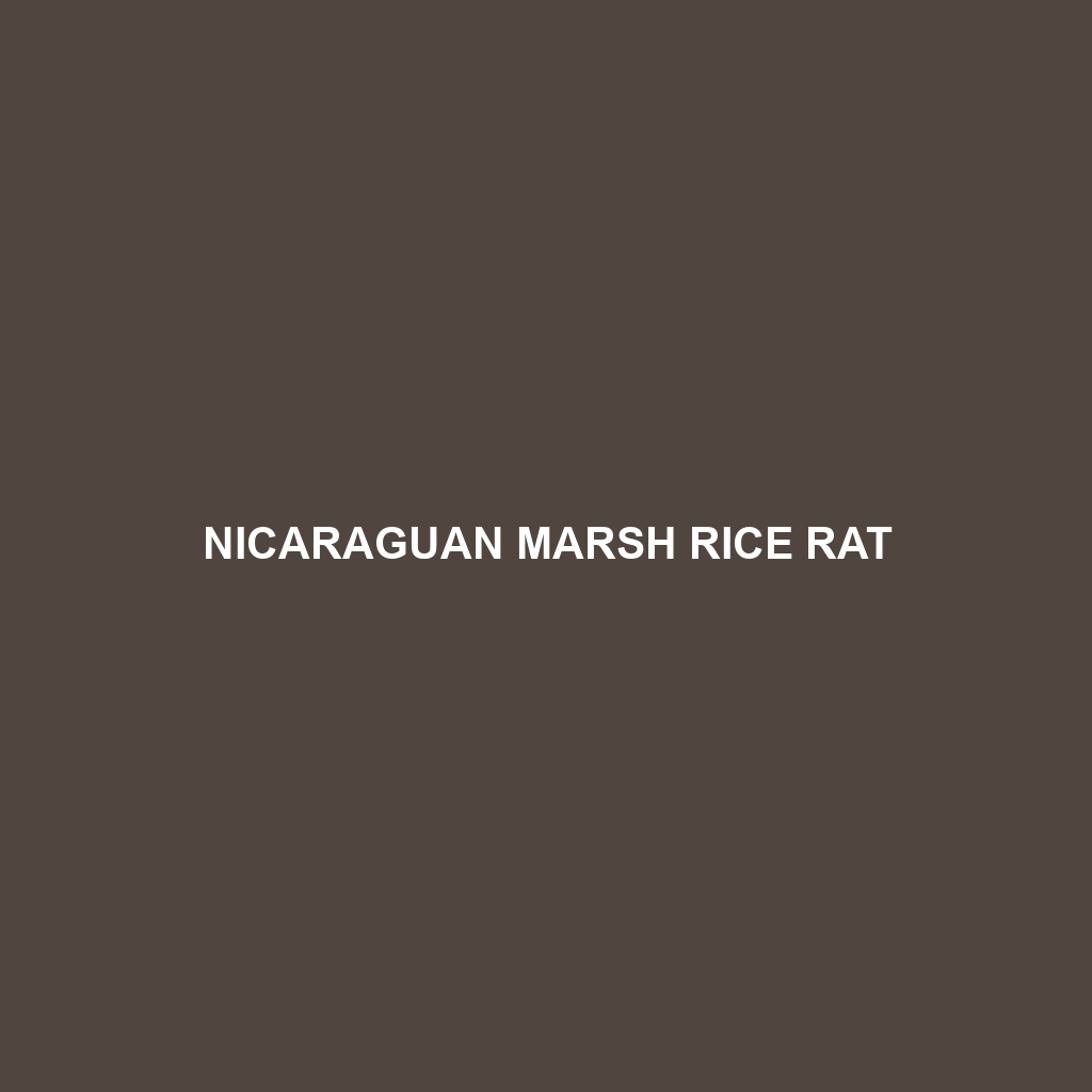 Nicaraguan Marsh Rice Rat