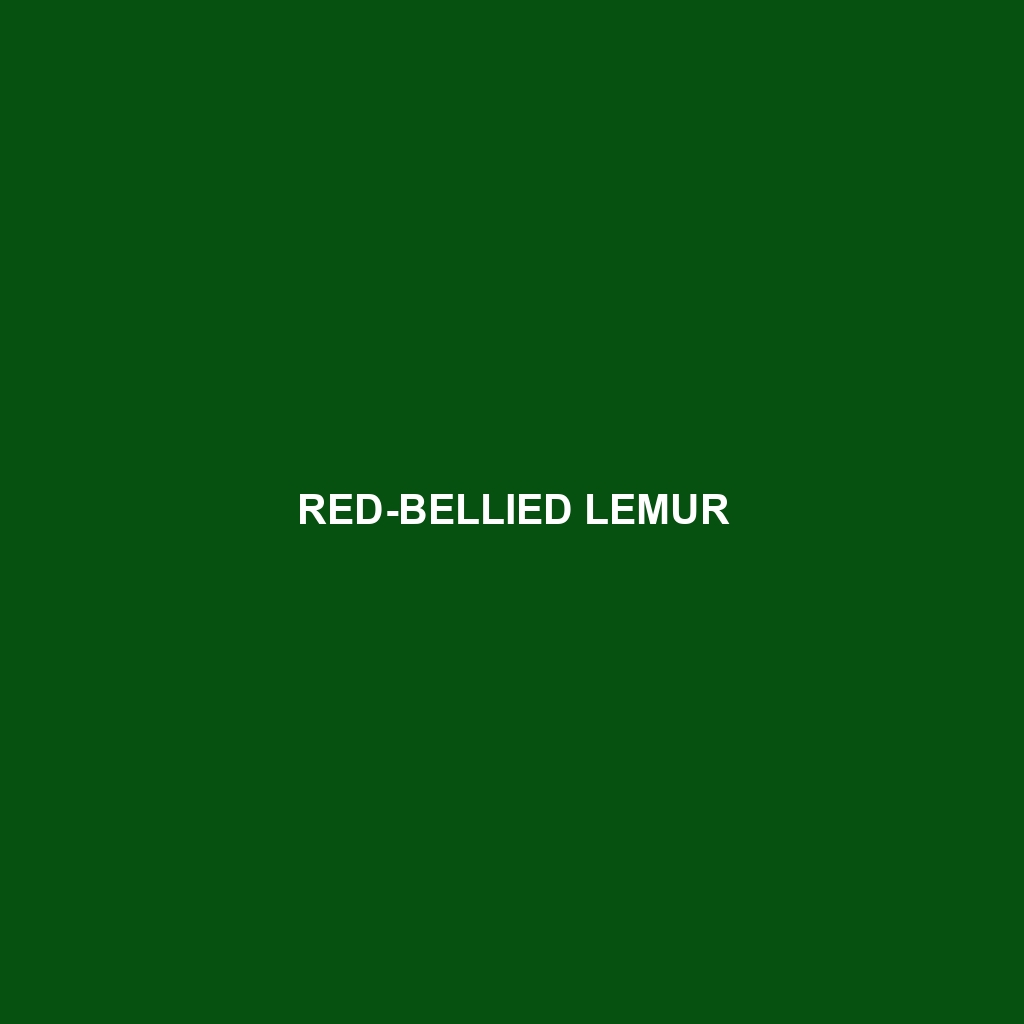 Red-bellied Lemur