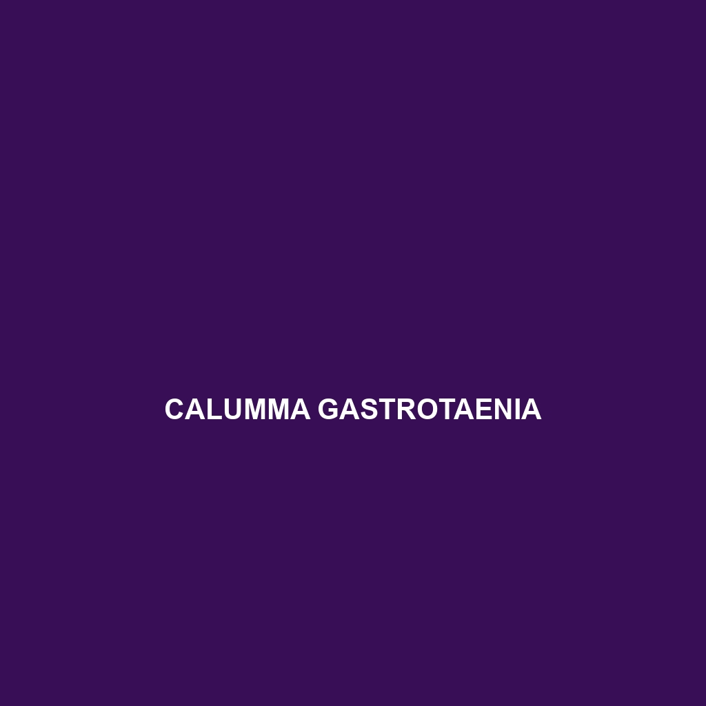 Calumma gastrotaenia