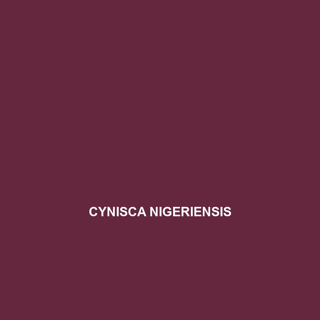 Cynisca nigeriensis