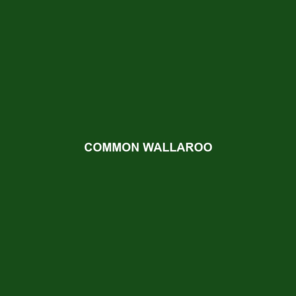 Common Wallaroo