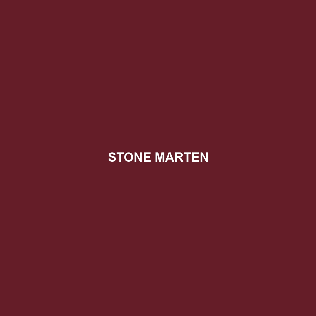 Stone Marten