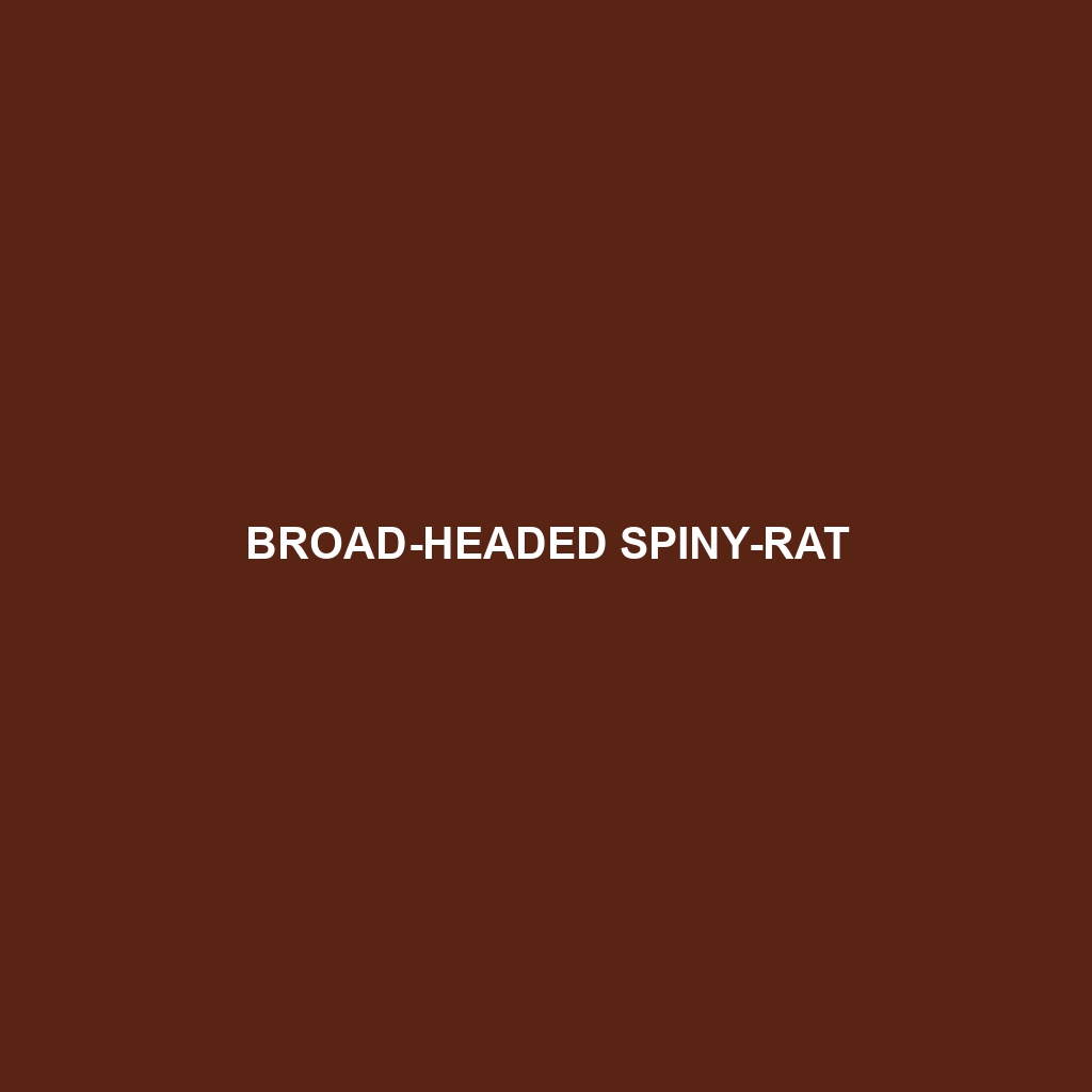 Broad-headed Spiny-rat