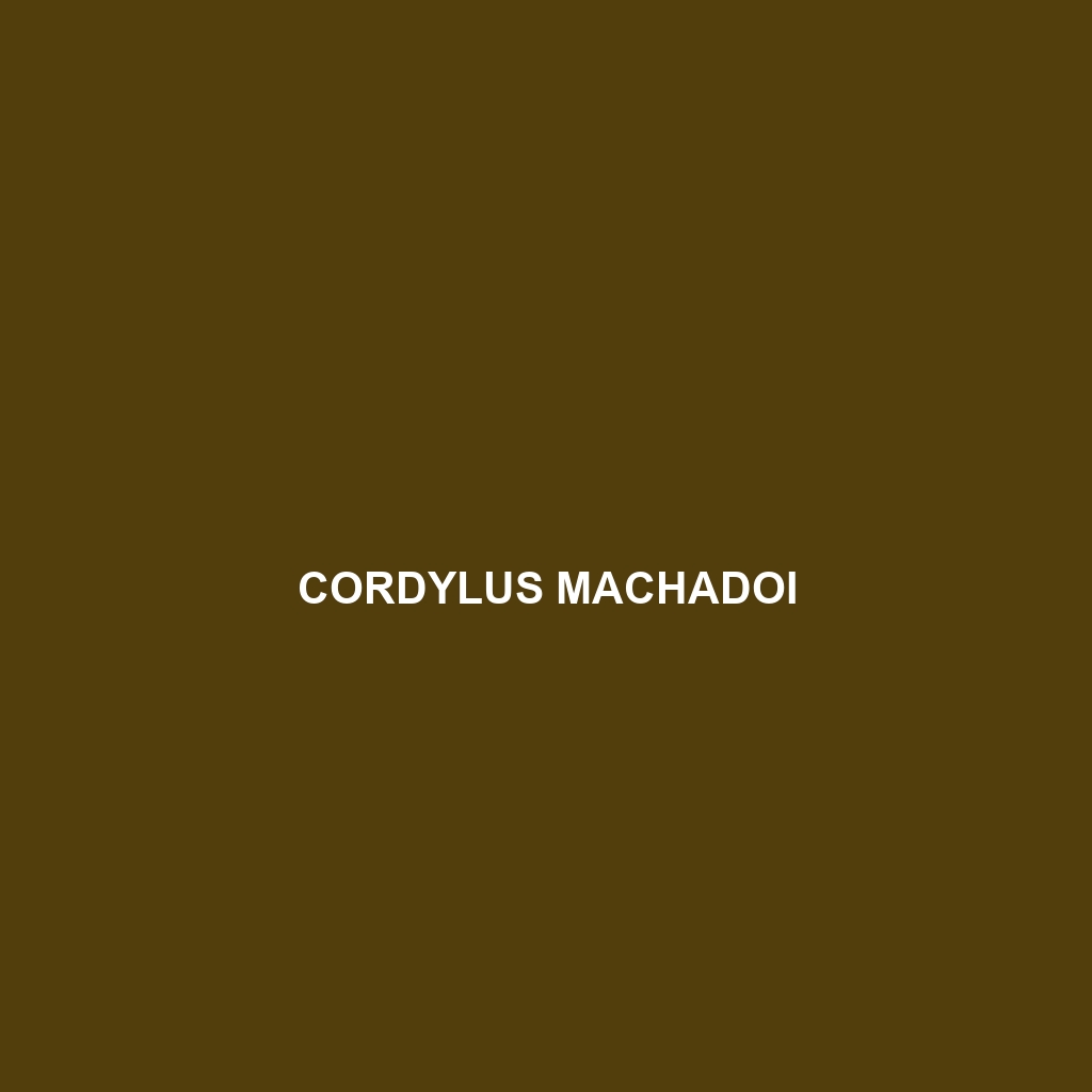 Cordylus machadoi